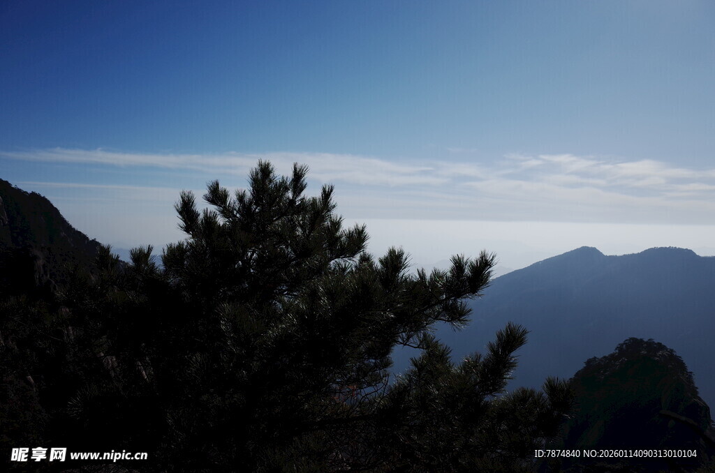 山巅松景