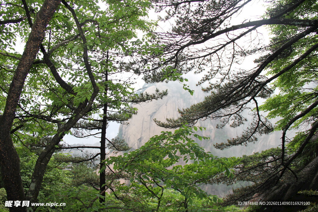 林间云雾缭绕的自然美景