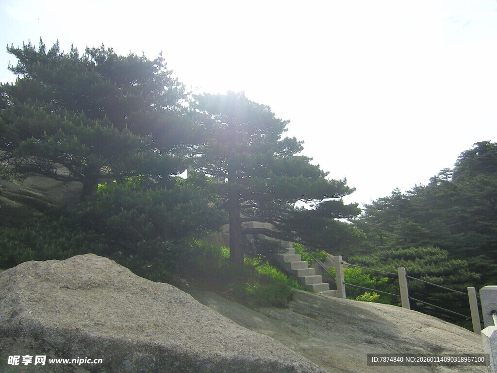 阳光下的山石与松树