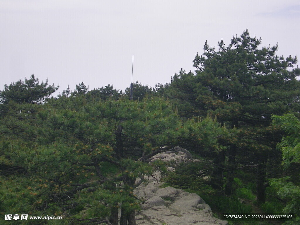 山间松林中的蜿蜒小路