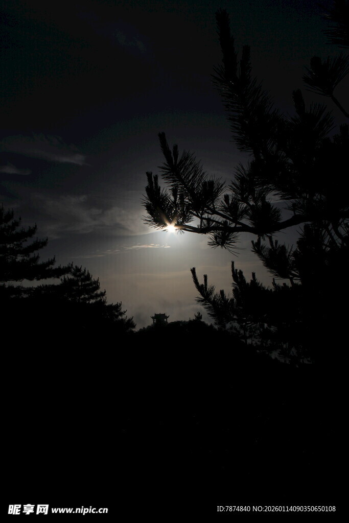 月夜下的树木剪影