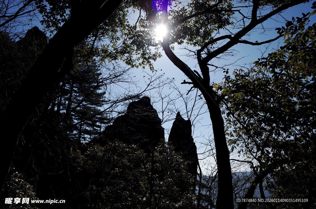 阳光穿透树林下的岩石景观