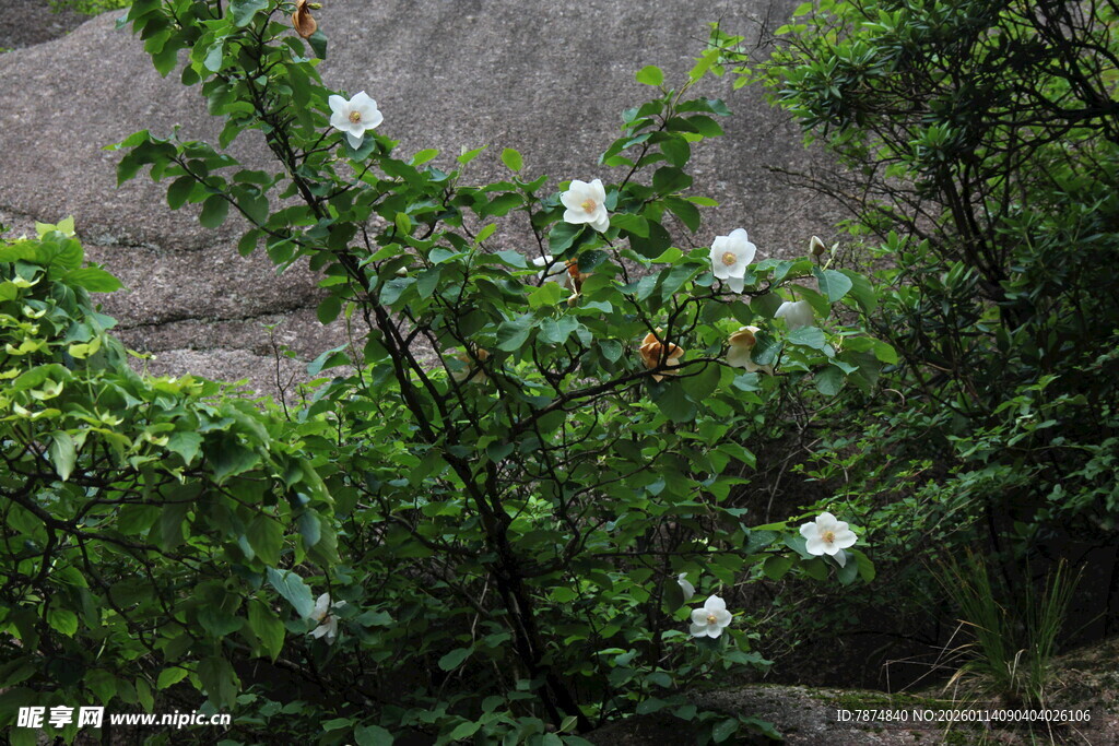 岩石旁绽放的白色花朵