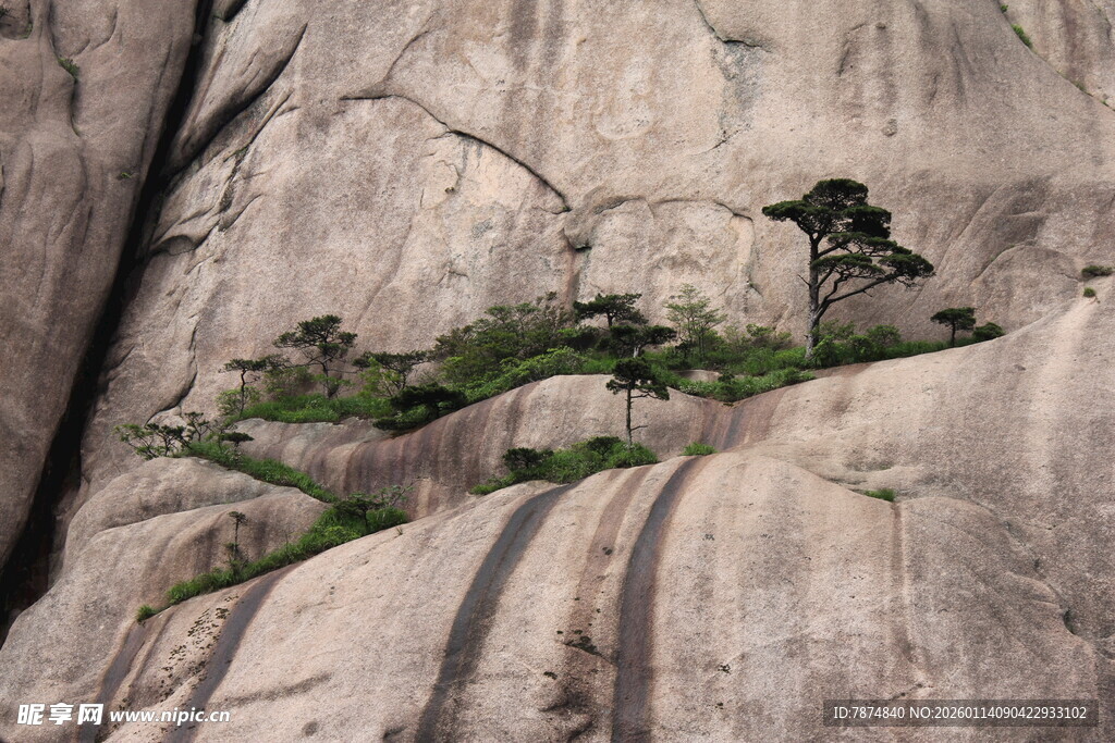 岩石缝隙中的顽强绿植