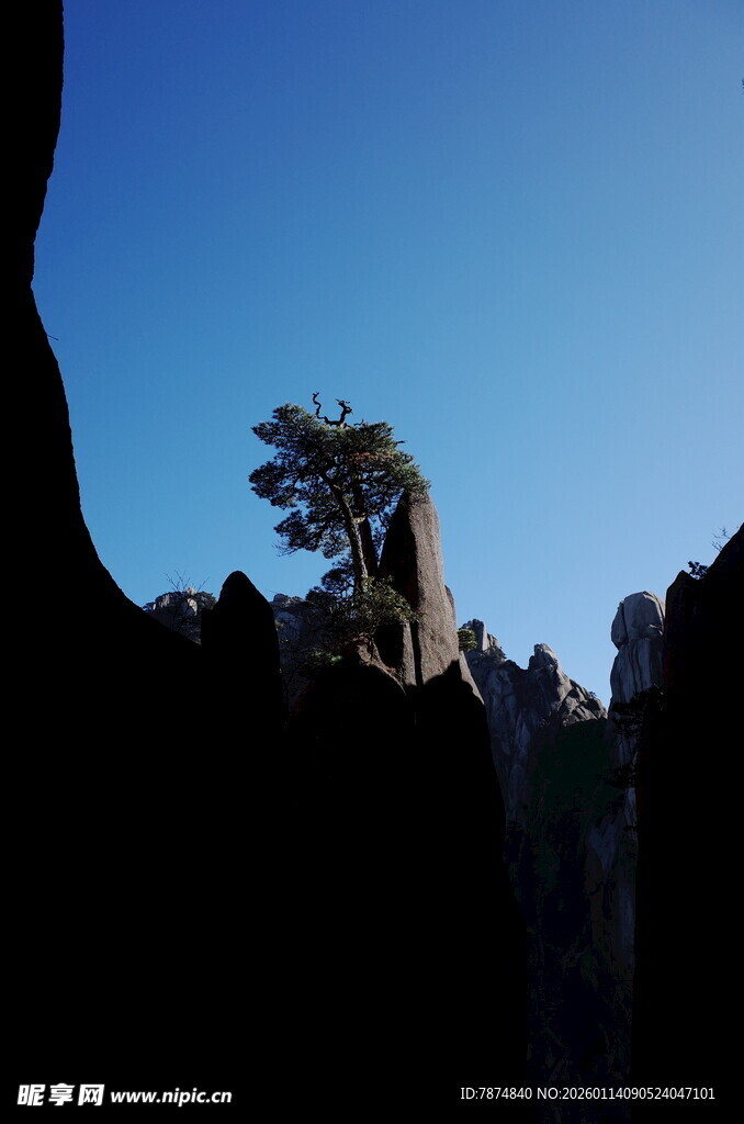 孤松屹立于嶙峋山石间