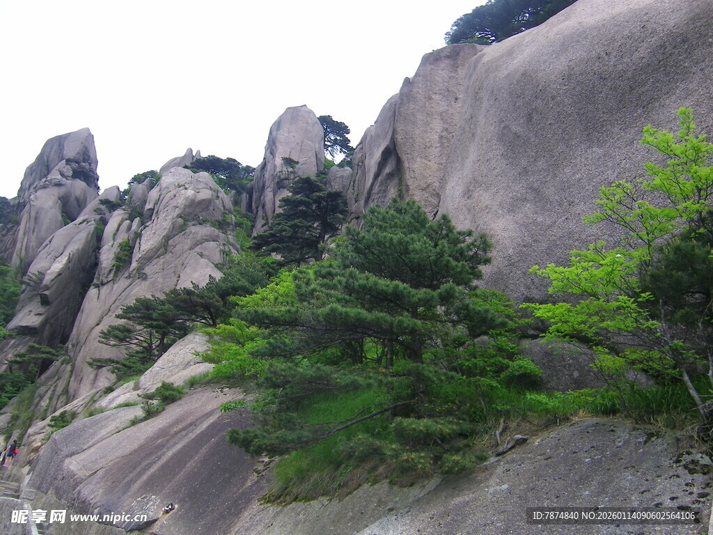 峻峭山石间的翠绿松树