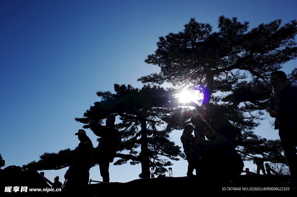 阳光下的松树剪影