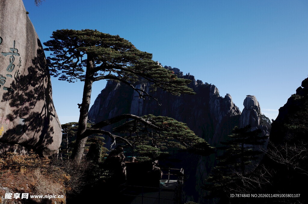黄山奇松屹立于山峦间