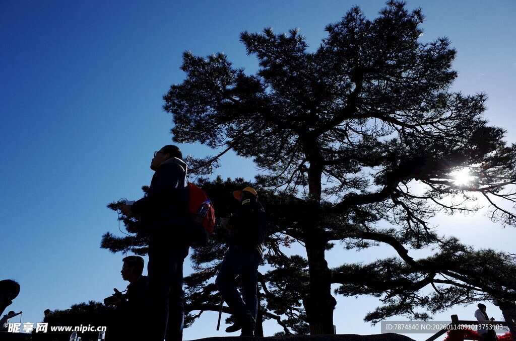 工人高空作业修剪松树