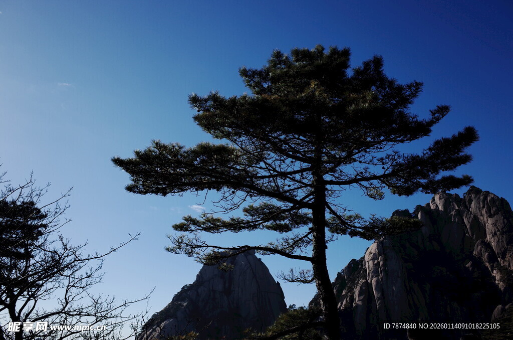 黄山孤松傲立蓝天之下