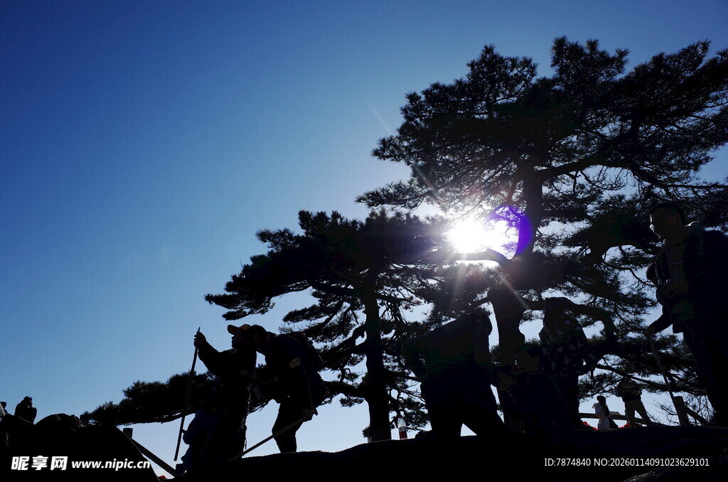 阳光下的树木剪影