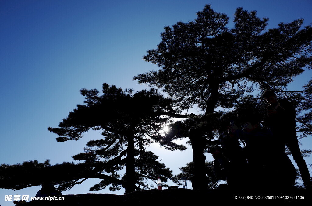蓝天映衬下的松树剪影
