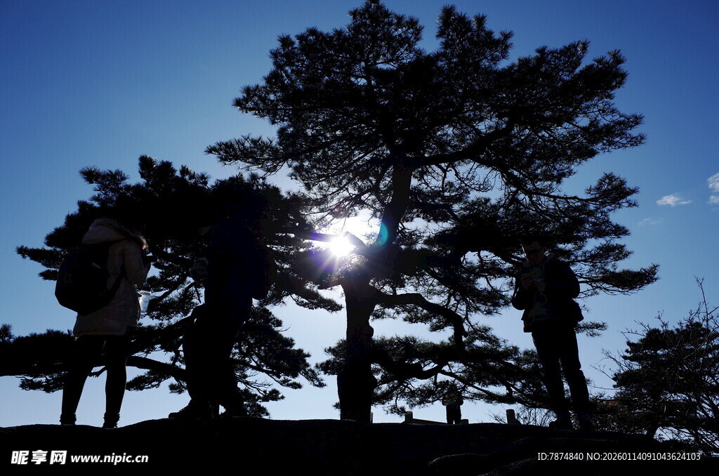 阳光下的树木剪影