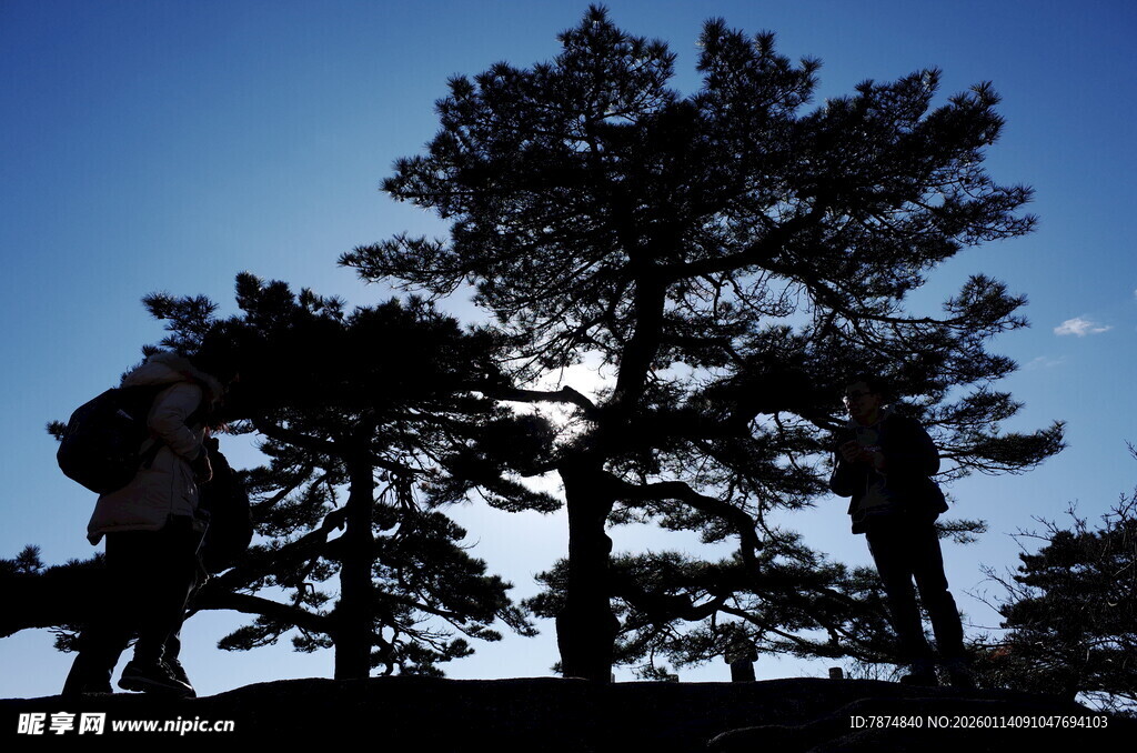 蓝天映衬下的苍松怪石