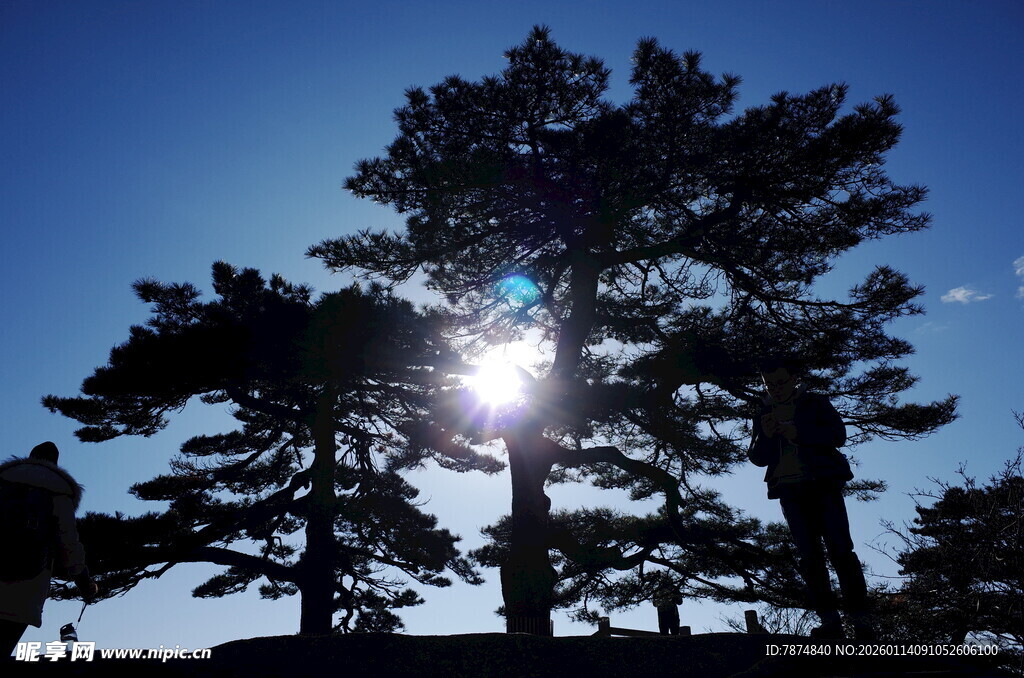 阳光透过松树洒下美景