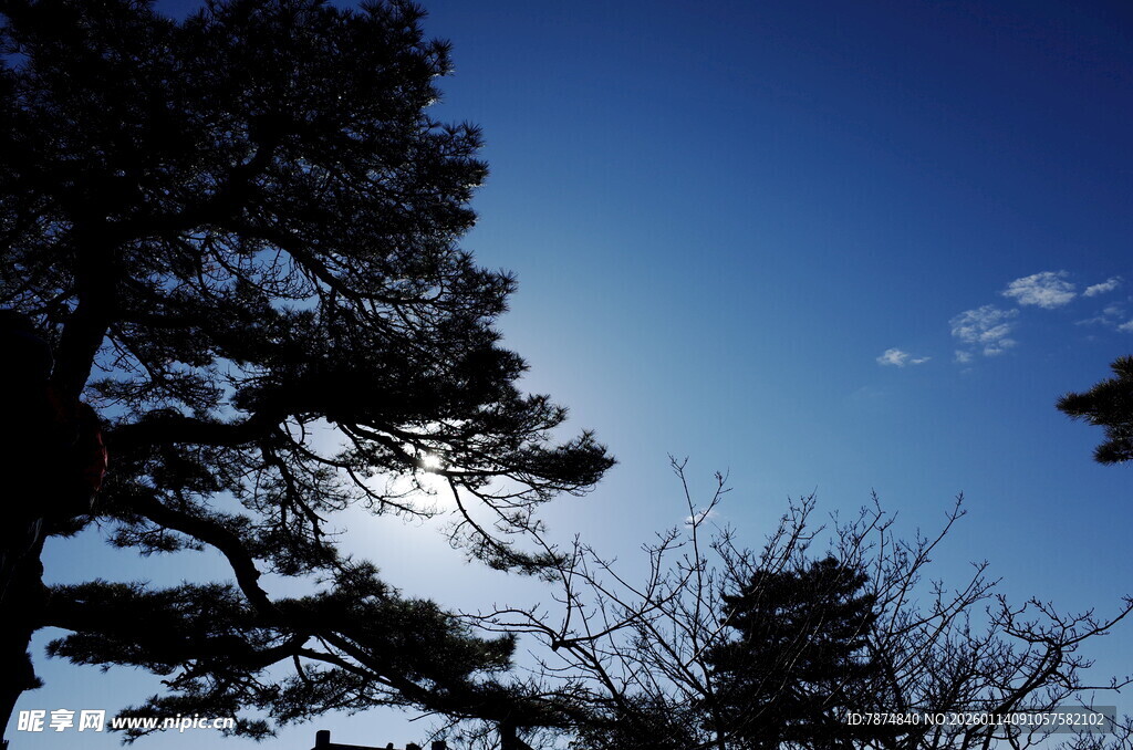 蓝天之下的树木剪影