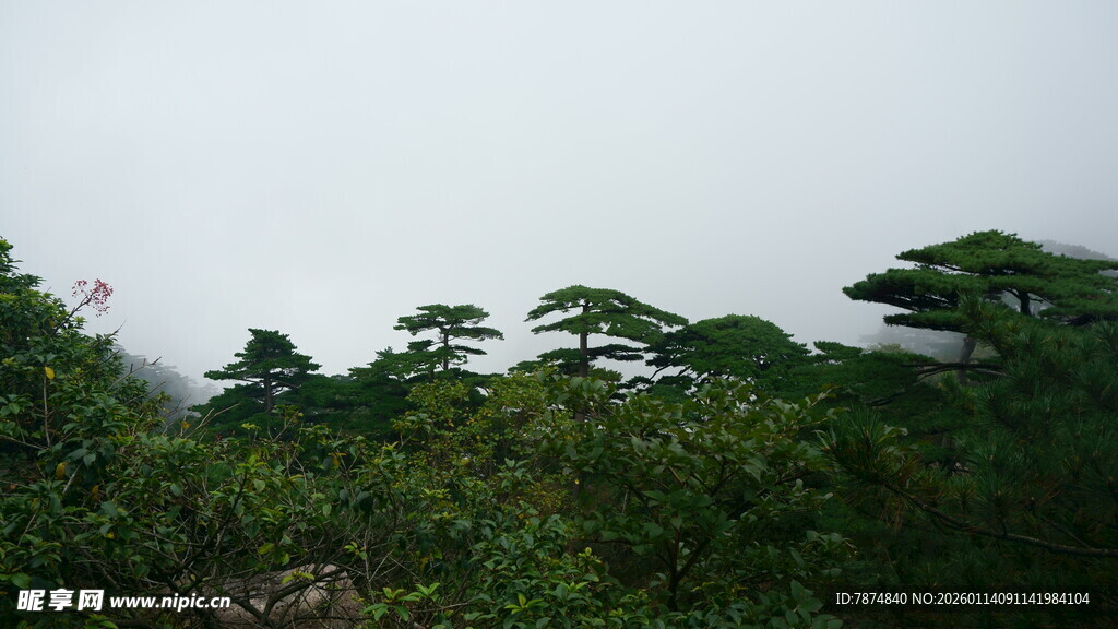 山林绿意 树木葱茏