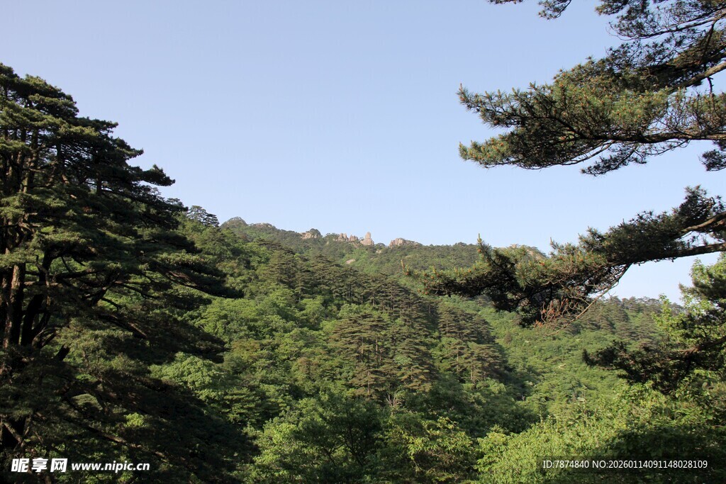 山林绿意盎然美景