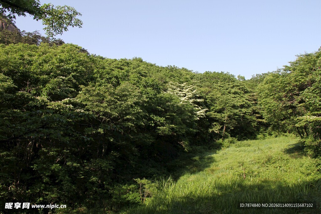 绿意盎然的山间草地