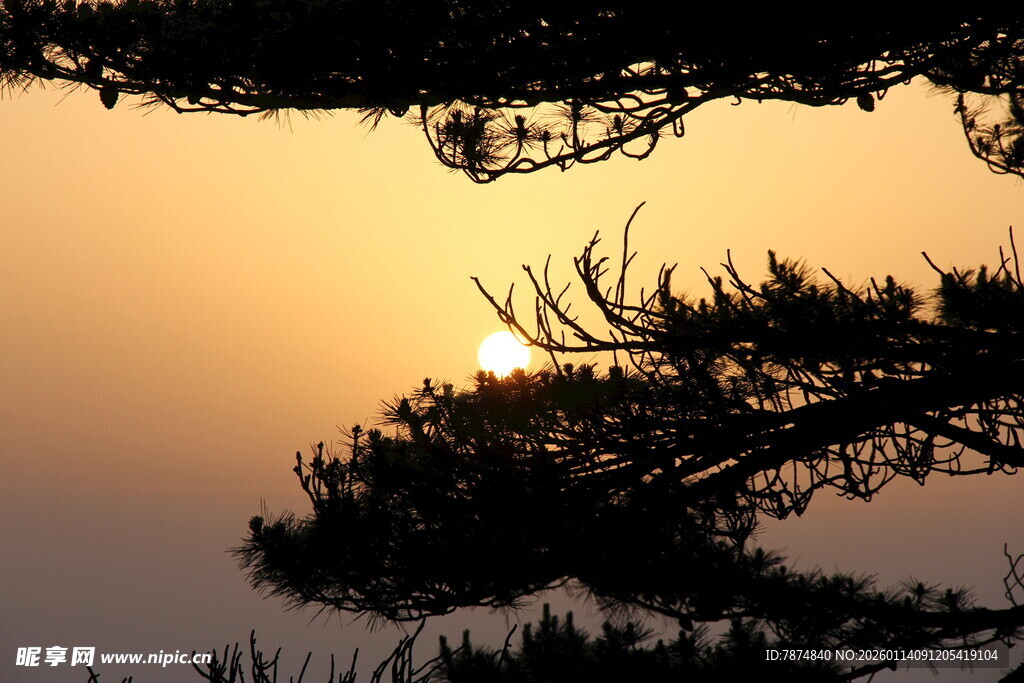 夕阳下的松枝剪影