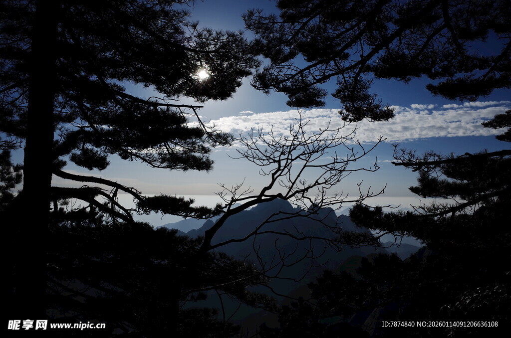 月夜下的树林与天空倒影