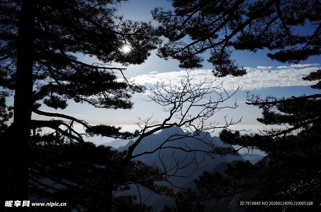 月夜下的静谧森林湖泊