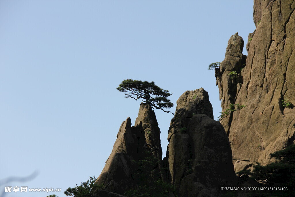 黄山奇峰上的孤松