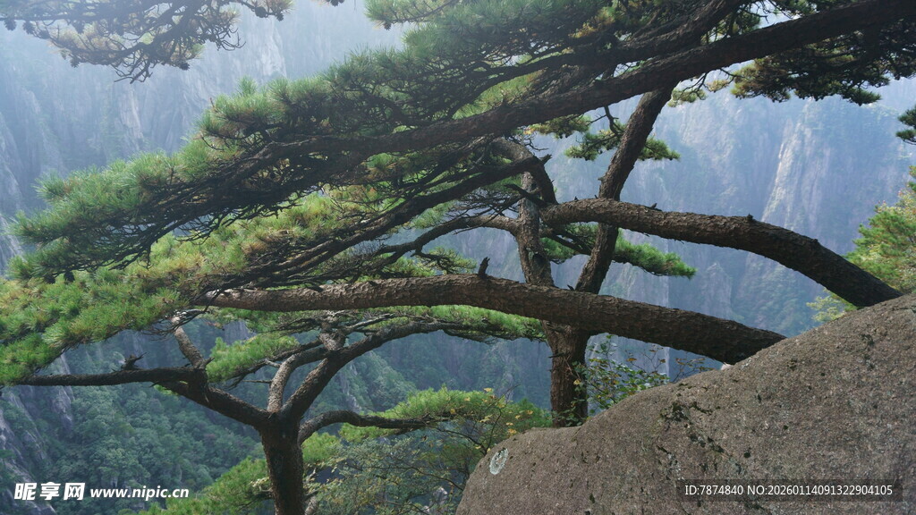 黄山奇松 绝壁上的自然奇观