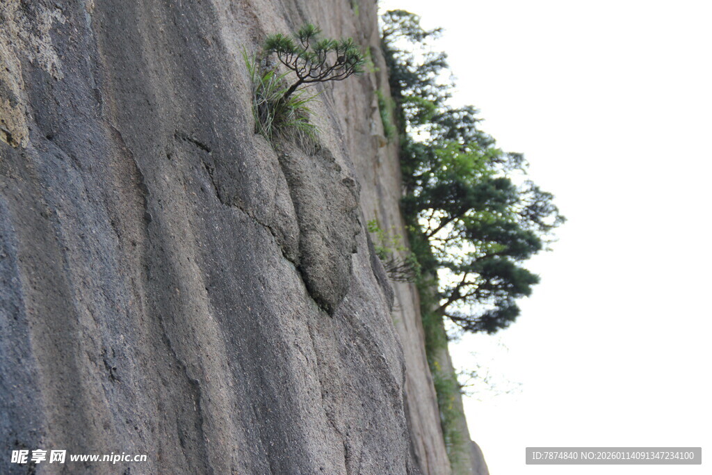 陡峭崖壁上的顽强树木