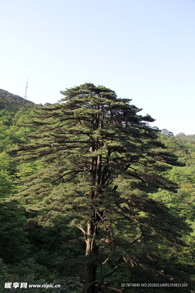 挺拔雪松屹立山间