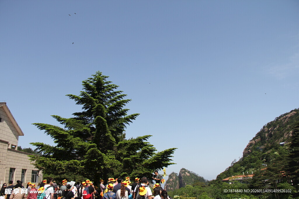 户外人群旁的挺拔松树