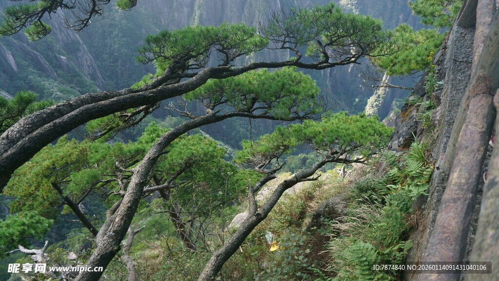 黄山奇松景观