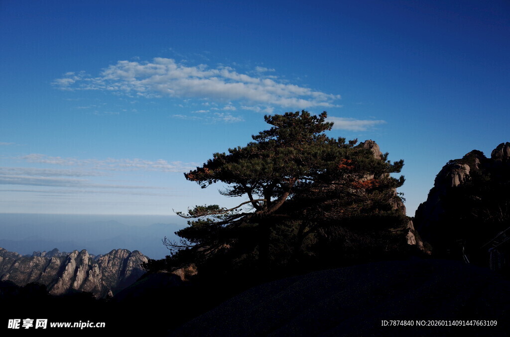 高山之巅的孤松美景