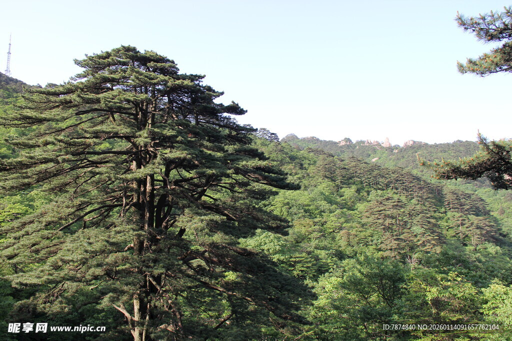 山林中的高大挺拔松树