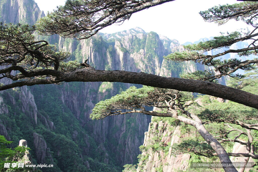 黄山奇松傲立悬崖