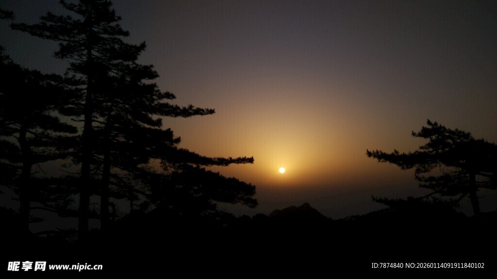 日落时分的松林美景