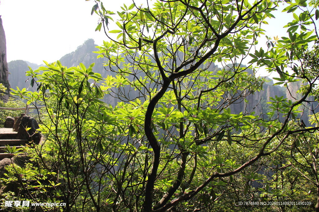 山间翠绿树枝 生机盎然