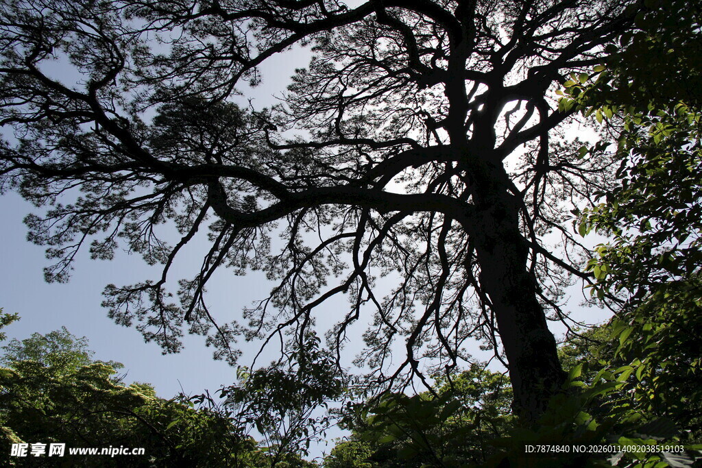 仰视繁茂树冠
