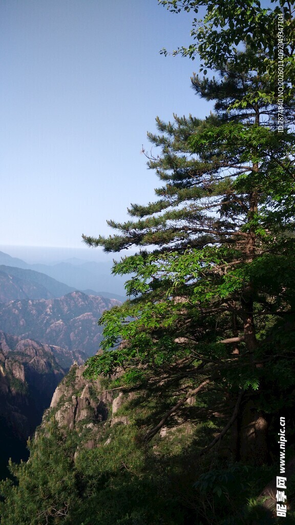 山巅青松瞰壮丽山谷