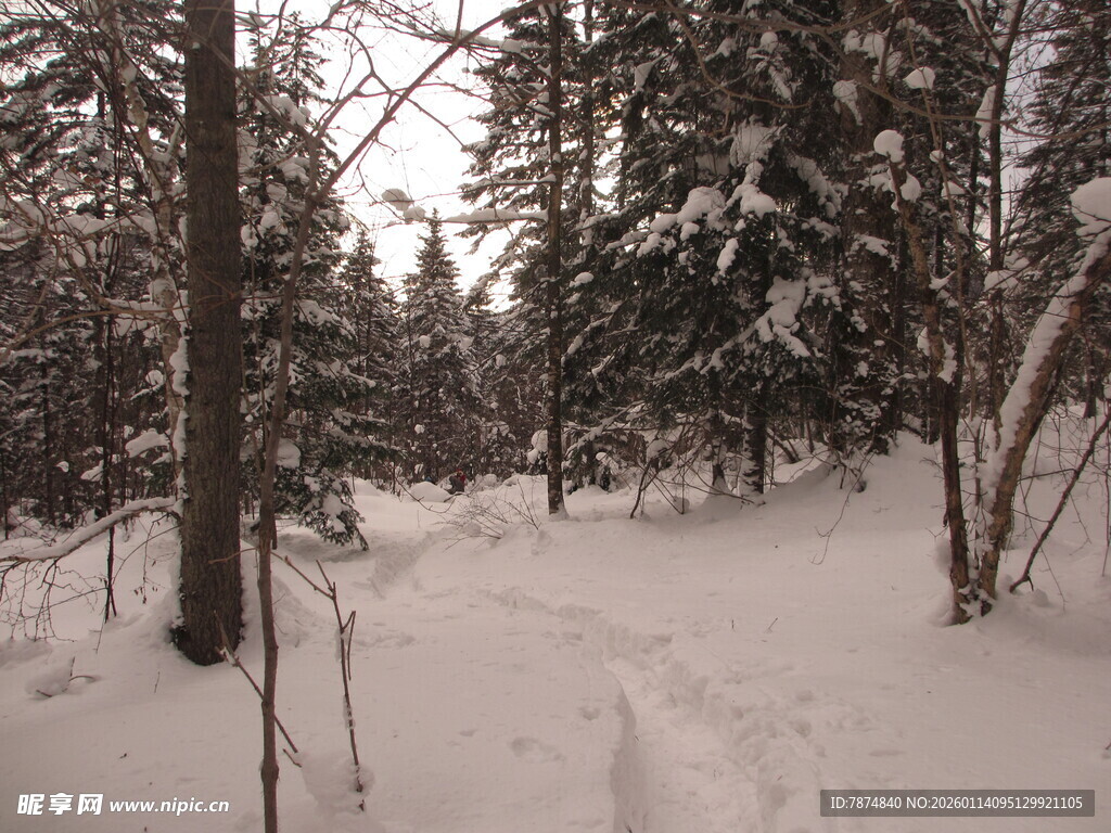冬日雪林小径