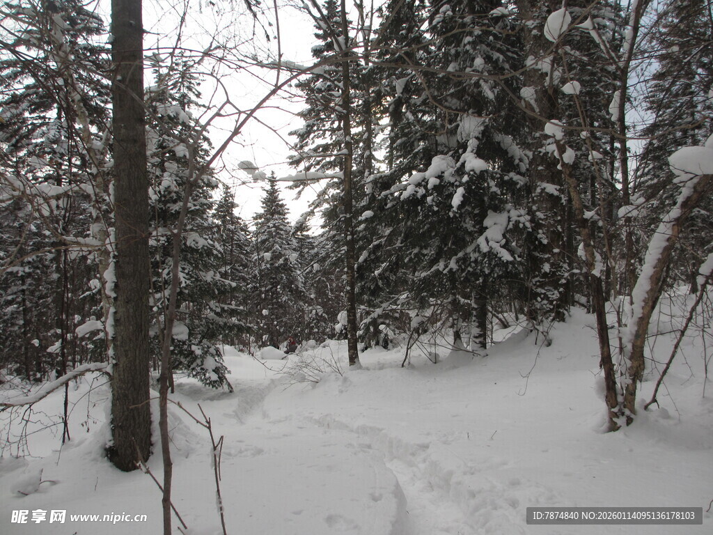 冬日雪覆森林静谧景象