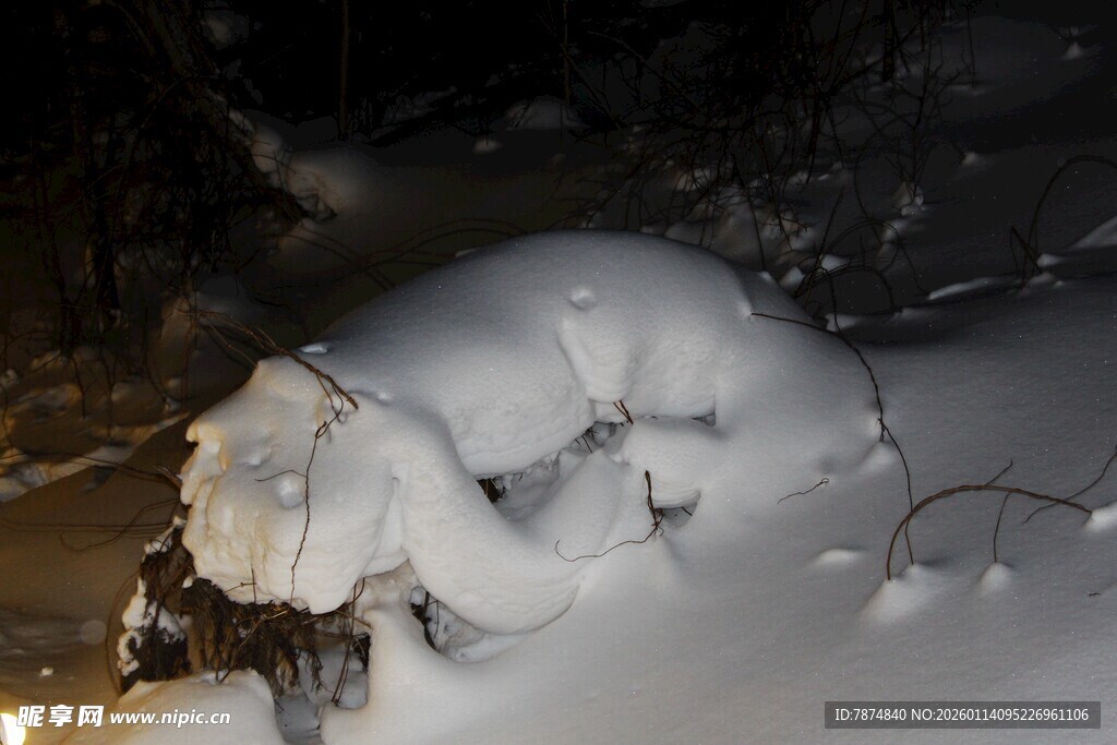 雪夜中被雪覆盖的动物