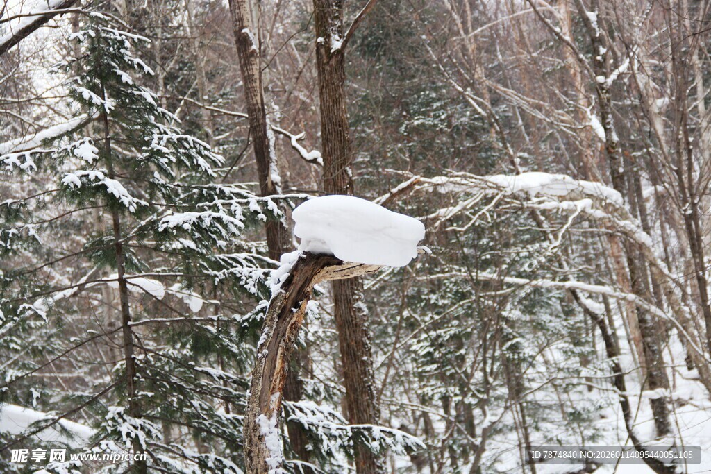雪覆树枝的冬日森林景象