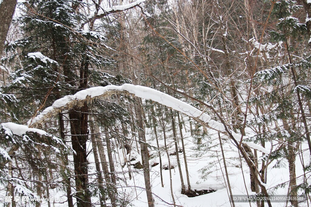 雪覆树林中的弯曲雪枝