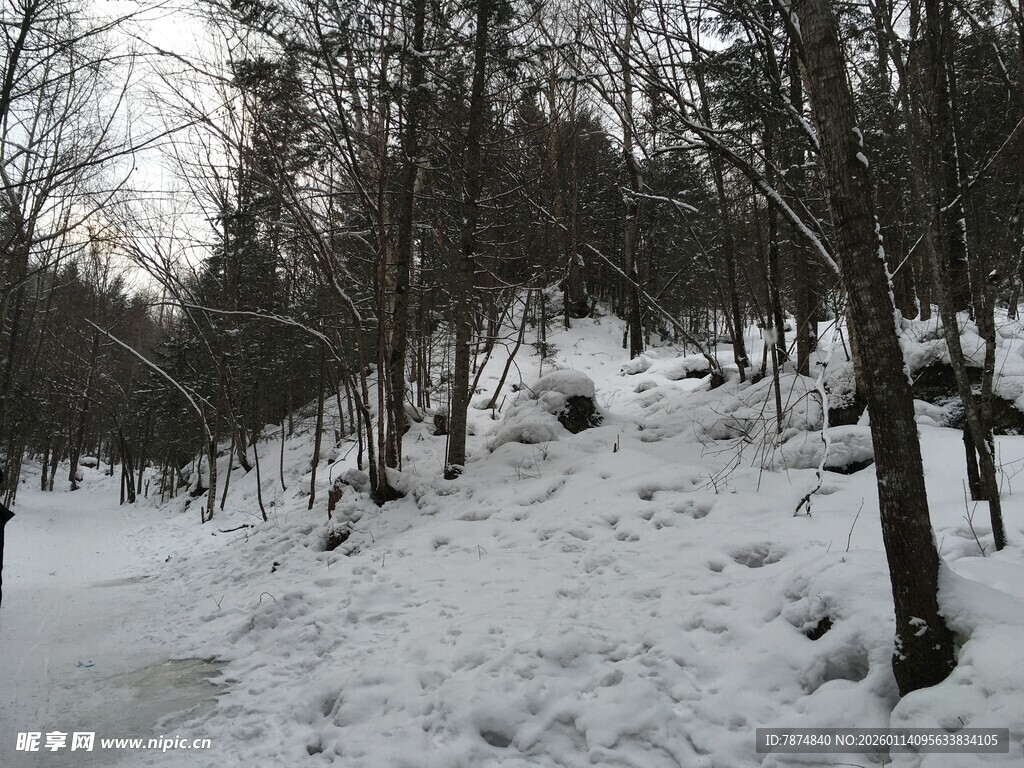 冬日雪覆树林景致