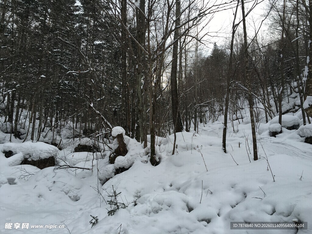 雪地林间的静谧景象