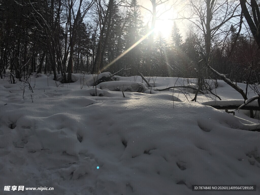 冬日雪林 阳光洒落