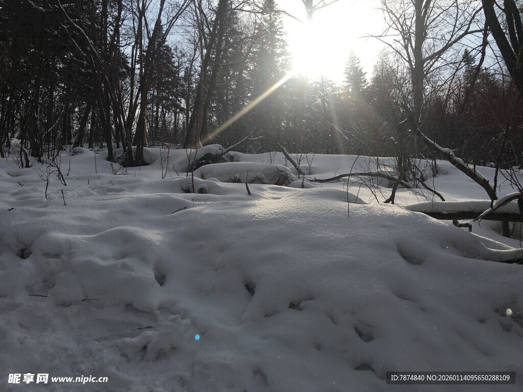 冬日雪地林间阳光景象