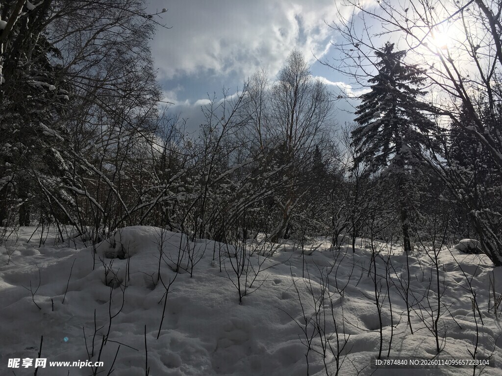 冬日雪景中的静谧树林