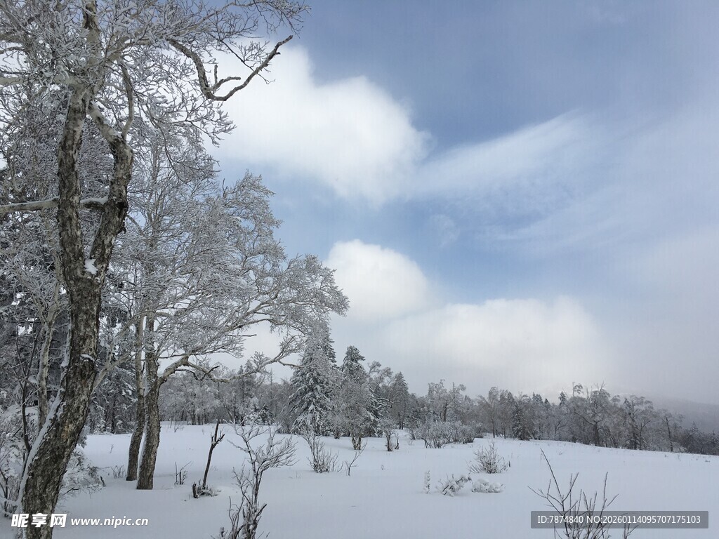 冬日雪景中的静谧树林